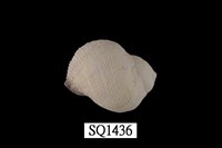 藏品(紫口珊瑚螺)的圖片